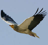 Egyptian Vulture