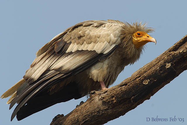 Egyptian Vulture