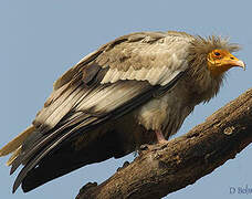 Egyptian Vulture