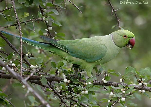 Rose-ringed Parakeet