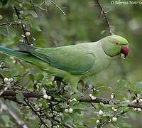 Rose-ringed Parakeet