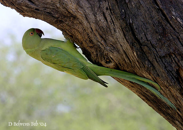 Rose-ringed Parakeet