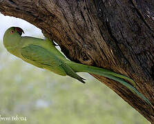 Rose-ringed Parakeet