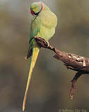 Psittaciformes