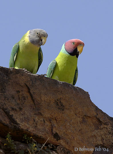 Plum-headed Parakeet