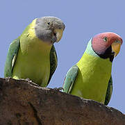 Plum-headed Parakeet