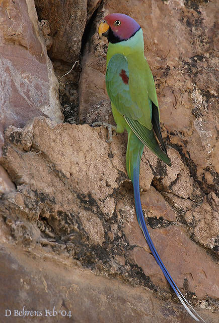 Plum-headed Parakeet