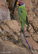 Plum-headed Parakeet