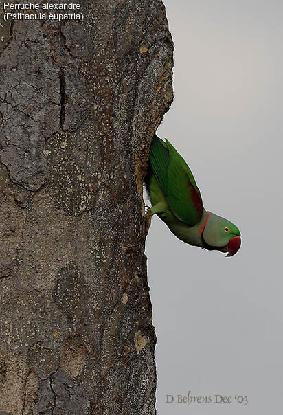 Alexandrine Parakeet