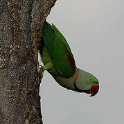 Alexandrine Parakeet