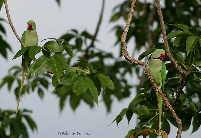 Alexandrine Parakeet