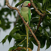 Alexandrine Parakeet