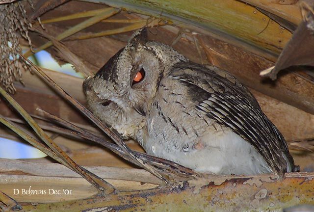 Oriental Scops Owl