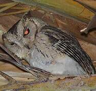 Oriental Scops Owl