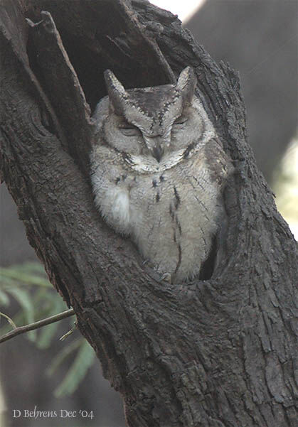 Petit-duc scops