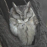 Eurasian Scops Owl