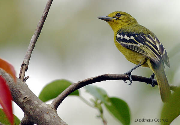 Common Iora