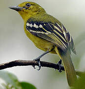 Common Iora