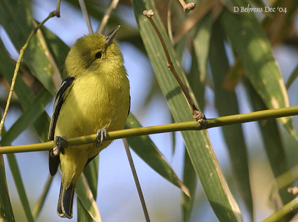 Common Iora