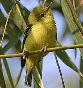 Common Iora