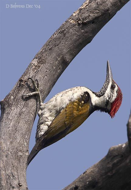 Common Flameback