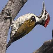 Common Flameback