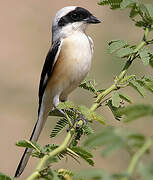 Bay-backed Shrike