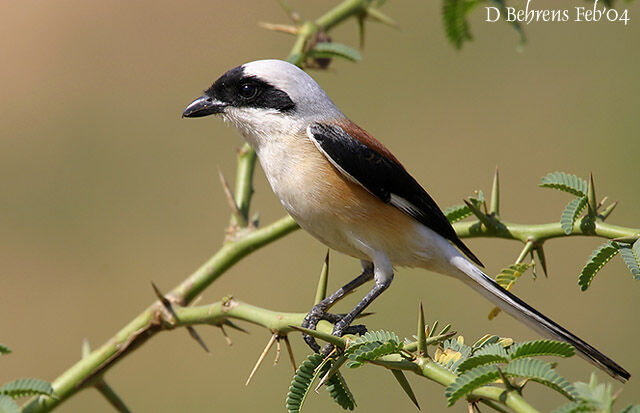 Bay-backed Shrike