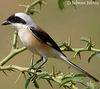 Bay-backed Shrike