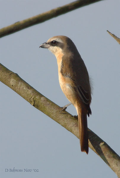 Pie-grièche brune