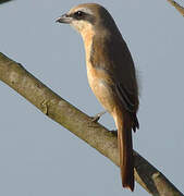 Brown Shrike