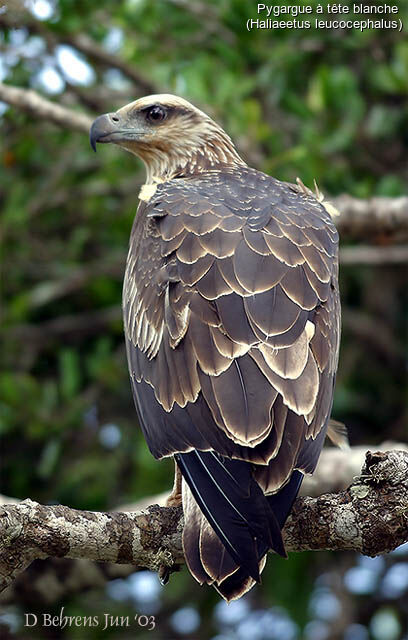 Bald Eagle