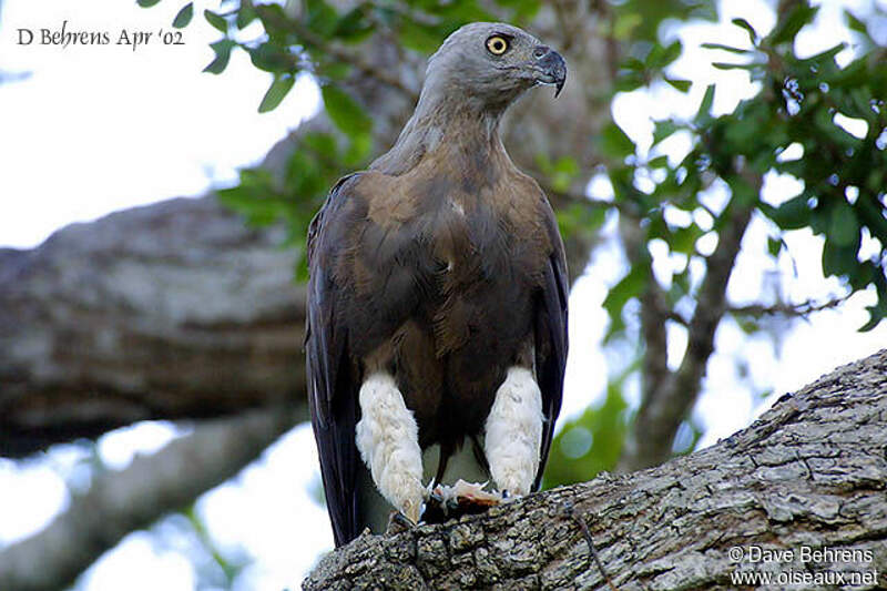 Grey headed. Grey-headed Fish Eagle. Gray headed Fish Eagle