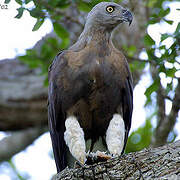 Grey-headed Fish Eagle