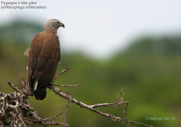 Grey-headed Fish Eagle