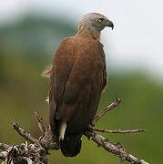 Grey-headed Fish Eagle