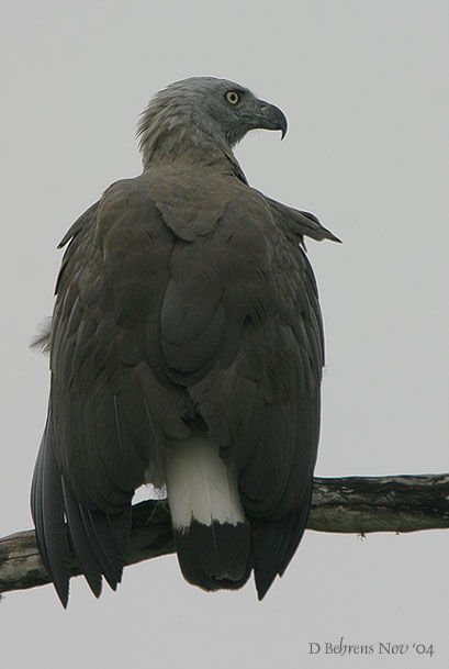 Grey-headed Fish Eagle