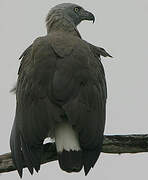 Grey-headed Fish Eagle