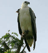 White-bellied Sea Eagle