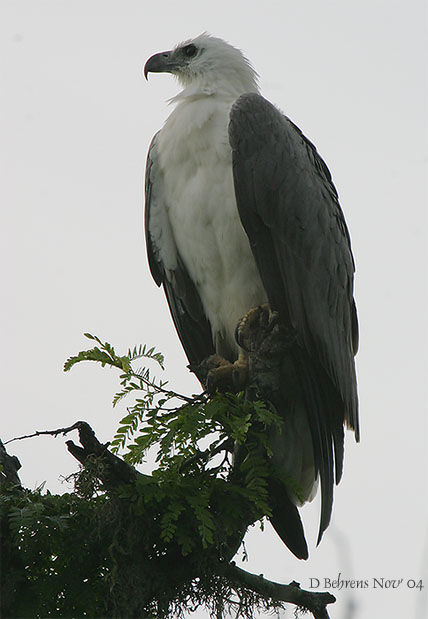 White-bellied Sea Eagle