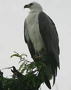 White-bellied Sea Eagle