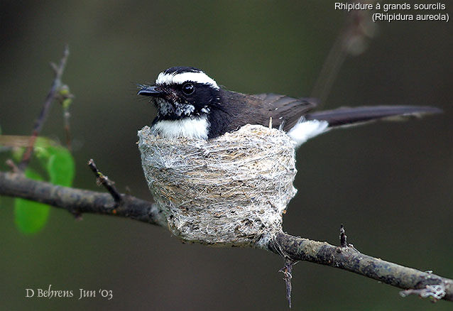 White-browed Fantail