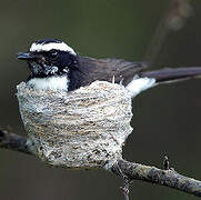 White-browed Fantail