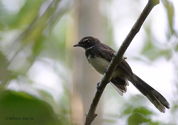 Malaysian Pied Fantail