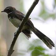 Malaysian Pied Fantail