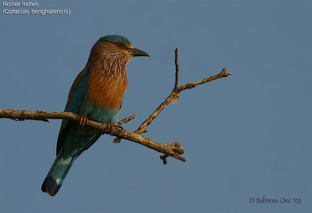 Indian Roller