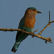 Indian Roller