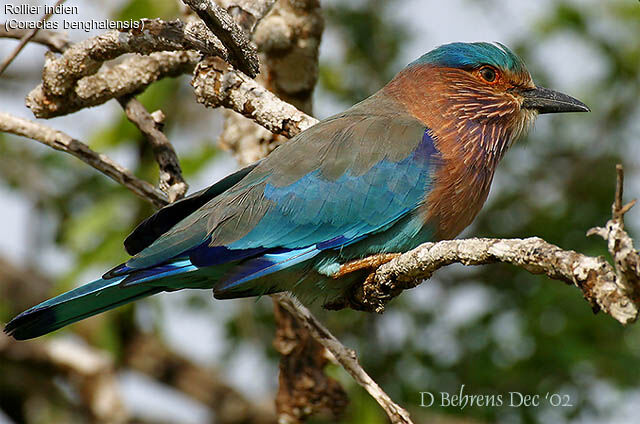 Indian Roller