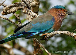 Indian Roller