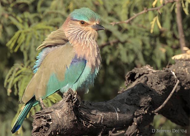 Indian Roller